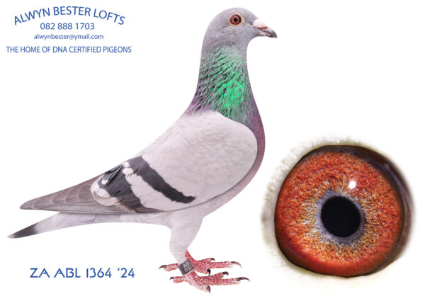 .LOT 2 ALWYN BESTER – ZA 25 ABL 1364 -SIRE: 587 ZA 22 MOUN .Alias “Ferdie” Strain: Mountain Lofts Color: Blue Chequer Pied All the SANPO GOLD MEDAL performers in one pedigree. Better bred will be hard to find.————DAM:4790 ZA 15 NWPK/K.Strain: Twilight-Turbo Tom Color: Blue Chequer Full sister to “Golden TT” ,dam to multiple winners and Gold medals all over South Africa. 4790 is also the grandmother of “Turbo Kittel”ZA PWDU 9849 2020, 3rd Best Allround pigeon in the world 2021 and 6 x SANPO Gold medal winner in 2021. 4790 has bred 2nd Best Yearling and Double PTA Union Winner ,ZA ABL 604 2022 1st Crusaders Breederstakes ZA CRU 206.SEE PEDIGREE!!!