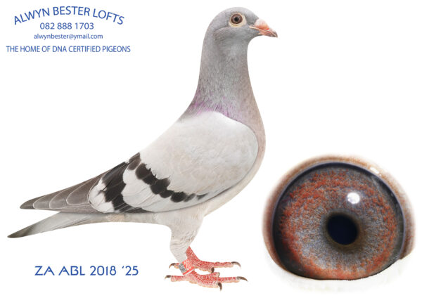 LOT 10 ALWYN BESTER – ZA 25 ABL 2018 -SIRE:73 ZA 20 ABL.Strain: 810 SABLON COLLECTION Color: Blue Bar Inbred 810 half brother to sister back to “JBM”s girl, 4864.————DAM:1406 ZA 24 ABL.Strain: De Rauw Sablon 810 Line Color: Blue Bar Half sibling to: ZA 21 Kur 2737- 2nd FINAL race Central provincial lofts 2022, Winning R60 000 prize money. ZA 21 Kur 2736- 1st Ace long distance Fed for Hough Kotze. ZA 21 Kur/D 1215-3rd Ace long distance Fed for Hough Kotze ZA 2022 SANPO 38280 -28th Final Central provincial lofts 2023 &9th Yearling Ace pigeon.SEE PEDIGREE!!!