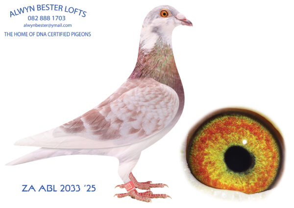 LOT 10 ALWYN BESTER – ZA 25 ABL 2033 -SAME BRED SOLD FOR R24 000.00 ON TOPPIGEON————SIRE: 8234391 NLD 22 . Alias “DOUBLE BEST KITTEL” Strain: KITTEL X BEST KITTEL Color: Red Check Pied DOUBLE GRANDSON BEST KITTEL X ANGELINA Best Kittel 1st National Ace KBDB Sprint Pigeon 2017 4th National Ace KBDB Sprint Pigeon 2016 Angelina Golden breeding hen and full sister to KITTEL and GOLD DUST.————DAM: 9106104 NLD 23 .Alias “THE 104” Strain: Bulck/DehonDemonseau Color: Red Check Pied DOUBLE Grandchild ANGELINA, when mated to BEST KITTTEL and BEST KITTEL II THO-MAS bred from BEST KITTEL x ANGELINA JUST A DREAM bred from BEST KITTEL II x ANGELINA.SEE PEDIGREE!!!