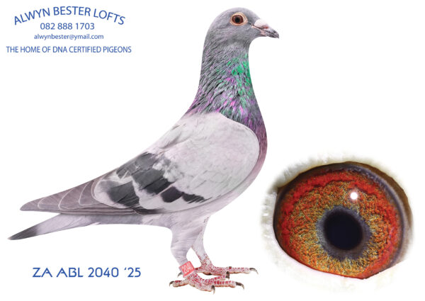 .LOT 6 ALWYN BESTER – ZA 25 ABL 2040 -Bred from the father to 643, GOLD MEDAL OVERALL 2024 2001+(SOLD FOR R252 000.00 ON TOPPIGEON) pigeons mated to a half sister. Super bred.————–SIRE: 2533 ZA 20 ZULU .Alias “ZULU” Strain: Tom Lock Color: Blue Chequer ZULU is half brother to double SANPO Gold long distance 2018, 4th (equal winner) Barzalona race 2019 “Royal Star”, 2nd place Barzalona 2020, KZN Combine winners, Zululand Combine and club winners. ZULU is sire to: ZA ABL 643 2022: SANPO GOLD ALL DISTANCES 2001+ Pigeons 2024 4 x PTA UNION winner and 9 x Club Winner.————-DAM:0260 ZA 18 ZULU .Alias “NEW WINGER” Strain: Tom Lock Color: Blue Bar W/F Bred from the very best of Tom Lock. Mother to son mating back to the super R80 000 pair.SEE PEDIGREE!!!