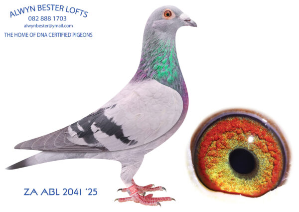 .LOT 7 ALWYN BESTER – ZA 25 ABL 2041 -SIRE:73 ZA 20 ABL.Strain: 810 SABLON COLLECTION Color: Blue Bar Inbred 810 half brother to sister back to “JBM”s girl, 4864.————DAM:1406 ZA 24 ABL.Strain: De Rauw Sablon 810 Line Color: Blue Bar Half sibling to: ZA 21 Kur 2737- 2nd FINAL race Central provincial lofts 2022, Winning R60 000 prize money. ZA 21 Kur 2736- 1st Ace long distance Fed for Hough Kotze. ZA 21 Kur/D 1215-3rd Ace long distance Fed for Hough Kotze ZA 2022 SANPO 38280 -28th Final Central provincial lofts 2023 &9th Yearling Ace pigeon.SEE PEDIGREE!!!
