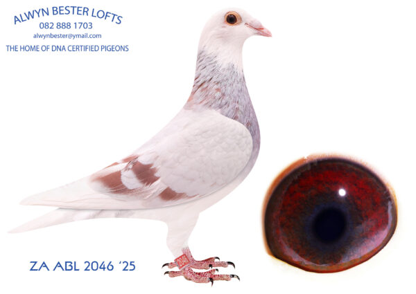 .LOT 7 ALWYN BESTER – ZA 25 ABL 2046 -SIRE:4939 ZA 21 GPU .Strain: Alwyn Bester Color: Red Check Pied GPU Winner from Noupoort 2023.————DAM:1675036 NLD 21 .1675036 NLD 21 .Alias “BRATT X KITTY 036” Strain: D Vd Bulck X Sangers Color: Mealy Father is Bratt Top brother KITTEL 1. Nat. Ace KBDB 2013 BRATT is (g.) father 1. Young acebird 2021 1. Roosendaal 4733 1. Prov Nisa 4045 1. Prov. Nisa 3081 4. NPO PontStMax 6733.SEE PEDIGREE!!!