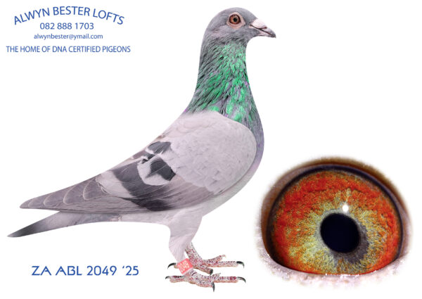 LOT 11 ALWYN BESTER – ZA 25 ABL 2049 -HALF SIBLING WERE SOLD FOR R86 000.00 ON TOPPIGEON———SIRE: 6014591 BE 20.Strain: Dirk Van Den Bulck Color: BLUE BAR PIED Bred from a full brother to sister mating from “Olympic Rosita”, the mother to “KITTEL”. Bred ZA ABL 923 2023, Best yearling Pretoria Union 2024.————DAM:9508740 NL 23 .Alias “PORSCHE 740” Strain: Pipa Elite Center Color: Blue Bar Grandchild from PORSCHE 911 and his full sisters and brother, MACAN. Very inbred back to WACKO FREDDY and LIEVE..SEE PEDIGREE!!!