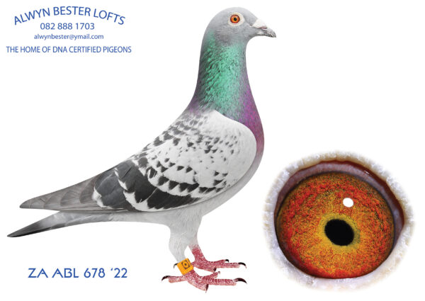 .LOT 1 ALWYN BESTER – ZA 22 ABL 678 -3rd SANPO OVERALL DISTANCES (2001+) pigeons 2024 , 2nd PWDU OVERALL BEST BIRD 2024 , 2nd PWDU OPEN BEST BIRD 2024 , 2nd PTA Union Noupoort ,beaten by ZA ABL 604, Best yearling PTA UNION 2023. 682km 979 pigeons 3rd PTA Union Reddersburg 478km 1167 Pigeons 4th Best Yearling PTA UNION 2023 38th Best Yearling FCI in the WORLD 2023—————SIRE:802 ZA 22 ABL. Strain: Dirk Van Den Bulck Color: Red Check Pied Full brother to ZA ABL 167 2020, dam to “TURBO KITTEL” 6 x SANPO Gold Medal winner. Best in South African history.—————DAM: 1099 ZA 17 NHL. Strain: R80 000 Gold Medal Line. Color: Blue Bar. This little hen is a super handling hen. Bred from half brother to sister mating, back to the R80 000 cock. She is definitely going to become a super breeder.SEE PEDIGREE!!!