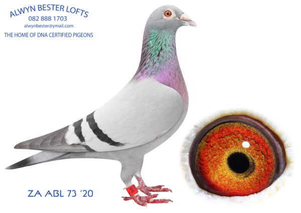 .LOT 3 ALWYN BESTER – ZA 20 ABL 73 -HALF SIBLING TO GREEN JACKET WINNER “FIVE STAR” WINNING 50 000 DOLLARS —–SIRE: 9163 ZA 19 PRPC. Strain: 810 SABLON COLLECTION Color: Blue Bar Inbred 810 SABLON COLLECTION cock. This one will become a super breeder. Put straight to stock to make sure we breed from the best SABLON stock available.THIS IS A DIRECT SON OF JBM’S GIRL WHO WERE SOLD FOR R86 000.00 ON TOP PIGEON.———-–——-DAM:82930 ZA 18.Strain: Alwyn Bester Color: Blue Bar W/F Mother to ZA ABL 531 2021 “Dynasty”,GRAND AVERAGE winner 2022 DINOKENG OLR Also mother to ZA ABL 343 2021, PWDU winner from Verkeerdevlei ZA ABL 344 2021, Crusaders Breeder stakes winner R100 000. ZA GPU 4929 2021, 7th best Y/B GPU 2022. Best overall pigeon GPU 2023 Dam to “FIVE STAR”, Green Jacket winner.SEE PEDIGREE!!!