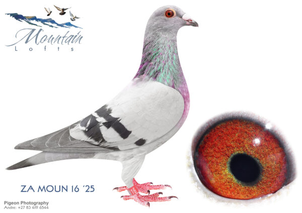 .LOT 2 FERDIE LUBBE – ZA 25 MOUN 16 -Sire: DV 19 0507 840. Alias “PURDY’S DREAM BOY” Strain: ALFONS KLAAS Color: BLUE BAR “PURDY’S DREAM BOY”SIRE TO “PETRO” TO ZA20 MOUN 1141 EQUAL 1ST (13TH) AND 10TH PAID PIGEON VICTORIA FALLS HOTSPOT 4 AGAINST 2918 PIG 1603MPM SIRE TO ZA20 MOUN 908 2 X PTA UNINION WINNER SIRE: – “ALFONS FAVORIET” DV13 0507 1425 FULL BROTHER” VICTOR” 1ST PLACE FINAL SAMDPR 2011 2575.———– Dam: ZA 19 MOUN 708. Alias “PURDY’S QUEEN” Strain: MOUNTAIN LOFTS Color: BLUE CHECK “PURDY’S QUEEN””ZA19 MOUN 708 DAM TO: ZA20 MOUN 908 2X PTAUNION WINNER NESTMATE SISTER “ANDATE ZA19 MOUN 707” 2ND ACE UNTILL FINAL RACE VICTORIA FALLS 2020 7TH HOTSPOT VICTORIA FALLS 2020 26TH GRAND AVE VICTORIA FALLS 2020. SEE PEDIGREE!!!!