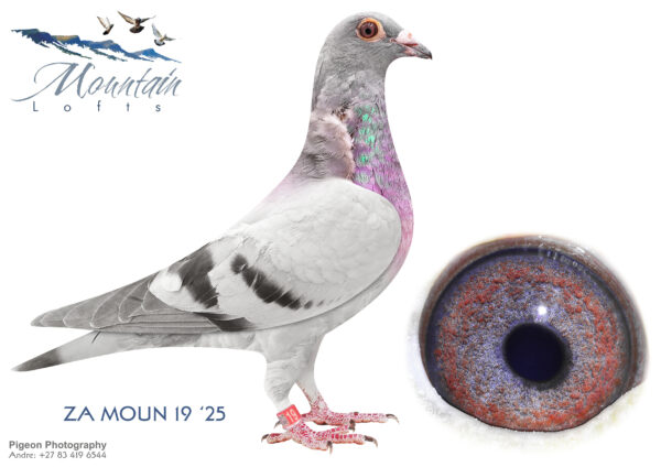 LOT 11 FERDIE LUBBE – ZA 25 MOUN 19 -SIRE: ZA 20 MOUN 908 .Alias “IN FULL FLIGHT” Strain: MOUNTAIN LOFTS Color: BLUE CHECK 1ST CLUB, 1ST UNION, 4TH GAUTENG COMBINE TROMPSBURG YO CHAMPIONSHIP 543KM 1ST CLUB, 1ST UNION BLOEMFONTEIN 440KM 2022 1ST CLUB, 1ST UNION BLOEMFONTEIN 2 Y.O 1226P 2022 1ST EQAUL ( 2nd) CLUB 11TH UNION DEWETSDORP 462KM 2022 16TH CLUB, 126TH UNION.————DAM:ZA 20 MOUN 1165 . Alias “MIDAIR STRICKER” Strain: FERDIE & PIETER LUBBE Color: BLUE BAR MIDAIR STRICKER ZA20 MOUN 1165 2ND CLUB 2ND UNION REDDERSBURG 3RD RACE 487KM BEATEN BY LOFT MATE 2ND CLUB,2ND UNION TROMPSBUR X3 543KM SIRE: ”ALLES ACHT” NL14 1784280 DNA CERTIFIED ONE OF THE BEST HOOYMANS BREEDING COCKS IN SA.SEE PEDIGREE!!!