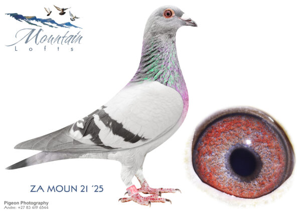 .LOT 1 FERDIE LUBBE – ZA 25 MOUN 21 -SIRE:ZA 21 VIL 1817 .Alias “FULL CREDIT” Strain: MOUNTAIN LOFTS Color: BLUE BAR  ZA21 VIL 1817 ” FULL CREDIT” 6 X WINNER 1ST CLUB, 7TH UNIE VENTERSBURG SPRINT 290KM 2022 EQAUL 1ST (2ND) UNIE WINBURG 339KM 2022 BEATEN BY LOFTMATE 1ST CLUB, 7DE UNIE VENTERSBURG 2 SPRINT 290KM 2022 1ST CLUB, 1ST UNION BLOEMFONTEIN YO 440KKM 2022.———DAM:ZA 21 MOUN 31.Alias “SPECIAL BLUE” Strain: MOUNTAIN LOFTS Color: BLUE BAR ZA21 MOUN 31 “SPESCIAL BLUE” 3 X WINNER 1ST SECTION 1ST TPA 2024 1ST CLUB, 2ND UNION WINBURG 339KM WHEN WE CLOCK THE FIRST 4 PIGEONS AT THE SAME TIME IN THE UNION 1ST CLUB, 2ND UNION, BLOEMFONTEIN 440KM.SEE PEDIGREE!!!