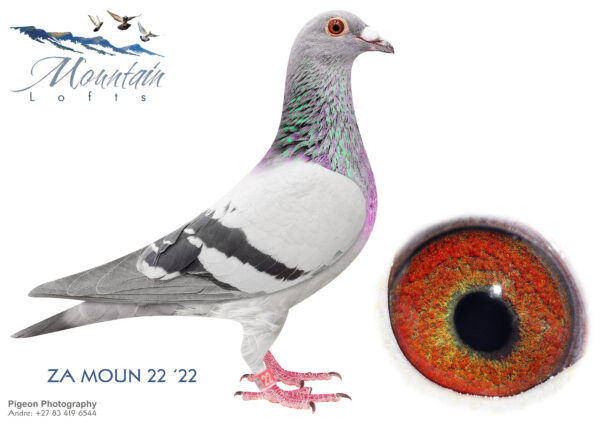 LOT 10 FERDIE LUBBE – ZA 25 MOUN 22 -SIRE:ZA 21 VIL 1817 .Alias “FULL CREDIT” Strain: MOUNTAIN LOFTS Color: BLUE BAR ZA21 VIL 1817 ” FULL CREDIT” 6 X WINNER 1ST CLUB, 7TH UNIE VENTERSBURG SPRINT 290KM 2022 EQAUL 1ST (2ND) UNIE WINBURG 339KM 2022 BEATEN BY LOFTMATE 1ST CLUB, 7DE UNIE VENTERSBURG 2 SPRINT 290KM 2022 1ST CLUB, 1ST UNION BLOEMFONTEIN YO 440KKM 2022.———DAM:ZA 21 MOUN 31.Alias “SPECIAL BLUE” Strain: MOUNTAIN LOFTS Color: BLUE BAR ZA21 MOUN 31 “SPESCIAL BLUE” 3 X WINNER 1ST SECTION 1ST TPA 2024 1ST CLUB, 2ND UNION WINBURG 339KM WHEN WE CLOCK THE FIRST 4 PIGEONS AT THE SAME TIME IN THE UNION 1ST CLUB, 2ND UNION, BLOEMFONTEIN 440KM.SEE PEDIGREE!!!