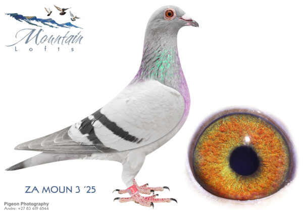 LOT 14 FERDIE LUBBE – ZA 25 MOUN 3 -SIRE:ZA 18 MOUN 816 . Alias “THE ORIGINAL” Strain: FERDIE & PIETER LUBBE Color: BLUE BAR “THE ORIGINAL” ZA18 MOUN 816 SIRE TO: ZA20 MOUN 909 SANPO SILVER MEDAL LONG DISTANCE 2023 AND 4 X 1ST ACE OVER 3 YEARS SIRE TO :ZA21 VIL 1817 “FULL CREDIT” 5 X WINNER 2 X UNION WINNER SIRE TO: QATAR 812 13TH FINAL RACE AFRIKAPRO 2023.————DAM: ZA 19 MOUN 628 .Alias “MASTER POWER” Strain: FERDIE & PIETER LUBBE Color: BLUE CHECK ”MASTER POWER” 2 FULL SISTERS BOTH 4 X WINNERS 11TH ACE UNION YEARLINGS 2020 13TH ACE UNION SHORT DISTANCE 2020 2ND CLUB, 5TH UNION BLOEMFONTEIN 440KM 4TH CLUB, 25 UNION SMITHFIELD 530KM 7TH CLUB, 25 UNION REDDERSBURG 487KM.SEE PEDIGREE!!!