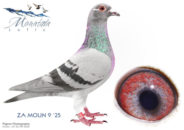 LOT 13 FERDIE LUBBE – ZA 25 MOUN 9 -SAME BRED AS TPA YOUNGBIRD UNION WINNER – —SIRE:NL 23 9630891.Alias “NEW UNSEEN FORCES” Strain: BEST OF VAN DEN BULCK Color: BLUE BAR PIED NEW UNSEEN FORCES VERY UNIQUE SPECIAL BREEDING 11 X SUPER PAIR “GOEDE RODE” X “OLYMPIC ROSITA” IN HIS PEDIGREE.———-DAM:ZA 18 MOUN 706.Alias “AVANTE” Strain: FERDIE & PIETER LUBBE Color: MEALY “AVANTE” ZA18 MOUN 706 ONE OF OUR STAR BREEDERS DAM TO MULTIPLE WINNERS WITH DIFFERENT COCKS 1ST GAUTENG COMBINE SPRINGFONTEIN 570KM 1118MPM AGAINST 5000 PLUS PIGEONS 400 MEMBERS.SEE PEDIGREE!!!