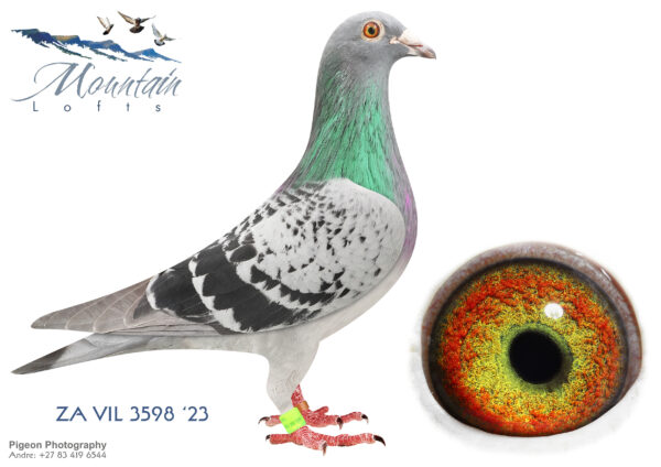 .LOT 5 FERDIE LUBBE – ZA 23 VIL 3598 -SIRE:NL 21 1749192. Alias “GREIPEL STAR” Strain: DIRK VAN DEN BULCK Color: RED CHECK.————DAM: NLD 20 1019083 .Alias “HEREMANS CLONE” Strain: HEREMANS Color: BLUE CHECK “HEREMANS CLONE” NL20 1019083 INBRED 4 X BACK TO “DE OLYMPIADE 003” “DE OLYMPIADE 003” SPEED LIEVEN 2003 1ST NAT.ACE PIGEON SPEED ACE REGINA 2002 2ND NAT.ACE PIGEON KBDB 2002 DESCENDANTS WON 1ST PERONNE 43623P.SEE PEDIGREE!!!