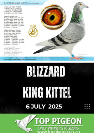 ACTIVE AUCTION - BLIZZARD KING KITTEL - FROM 02 JULY TO SUNDAY 6 JULY 2025 (ENDING FROM 14:00)