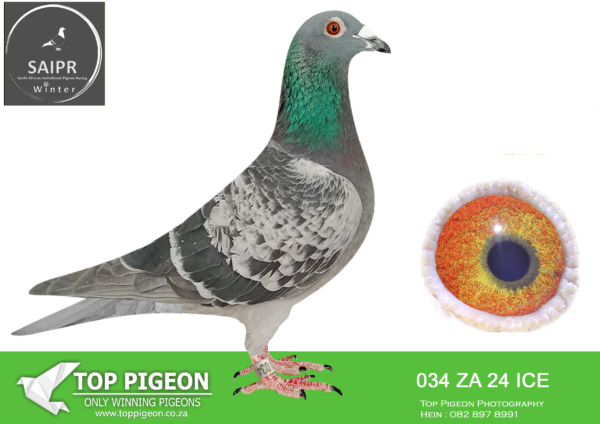 LOT 70 SAIPR OLR – Karoo Million- za ice 24 034*** –