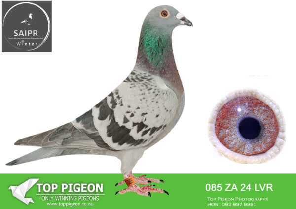 Z..LOT 117 SAIPR OLR – IGNIS & Radford & Visser- ZA LVR 085 2024*** -SIRE: 19924 ZA OP 20 .Alias “4 x winner” Strain: Clausing – Steenbergen Color: Blue Check I bought this cock from Johann Grobbelaar . ZA 20 OP 19924 achievements are : 4 x Club Winner ; 2 x Federation Winner ; Crowned as best bird in the Federation .————–DAM: 122 LPUD 19 ZA . LOU WOUTERS.SEE PEDIGREE!!!