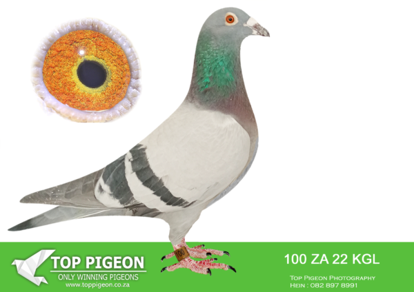 .LOT 5 PIGEON PALACE – ZA 22 KGL 100 –