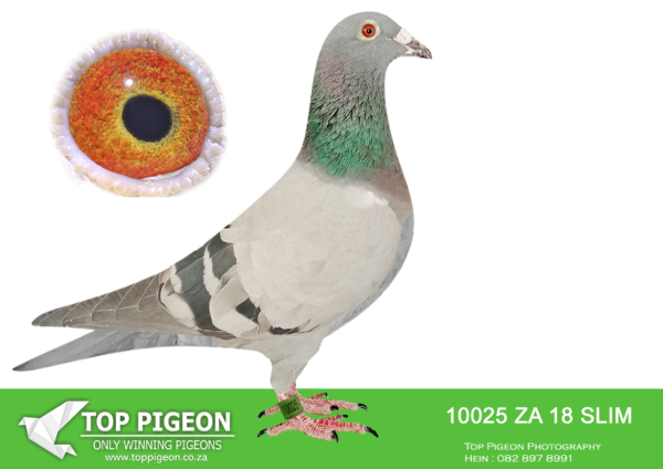 LOT 18 PIETER BEKKER -ZA 18 SLIM 10025 –