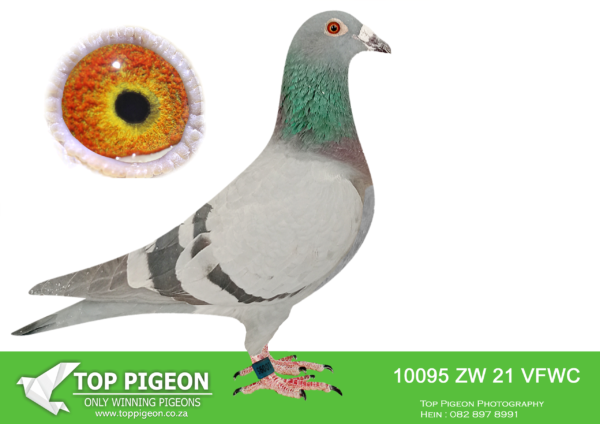 .LOT 6 PIETER BEKKER -ZW 21 VFWC 10095 –