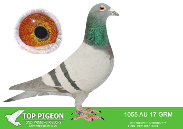 .LOT 5 PIETER BEKKER -AU 17 GRM 1055 –