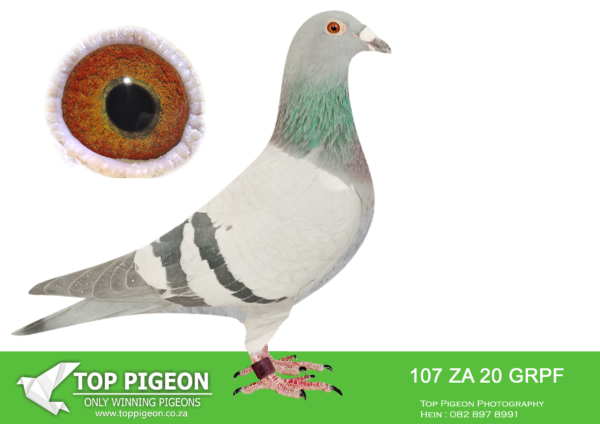.LOT 4 PIGEON PALACE – ZA 20 GRPF 107 – SIRE:BELG 10 6342151 “LOT 7”. BOSUA. ONE OF THE FOUNDATION COCKS OF THE LOFT.BASE BREEDER. SIRE AND GRANDSIRE TO CHAMPIONS ALSO 3 GAUTENG COMBINE WINNERS. PRODUCED NUMEROUS WINNERS. BEST OF KEES BOSUA SUPERB BLOODLINE. INBRED TO FAMOUS AUTOKOPPEL.———DAM:ZA 11 TRPF 24857 “57”. GRONDELAER X CATRYSS. FOUNDATION HEN AND SUPER BREEDER FOR GYS LOUW. BEST OF THE FAMOUS BLOODLINE JAN GRONDELAERS CHAMPION FROM BELGIUM. DAM TO “PRINS” DOUBLE FED WINNER AND EXCELLENT BREEDER . DAM TO FUTURE SUPERSTAR IN THE BREEDING LOFT “10811 ALSO GAUTENG COMBINE WINNER.SEE PEDIGREE!!