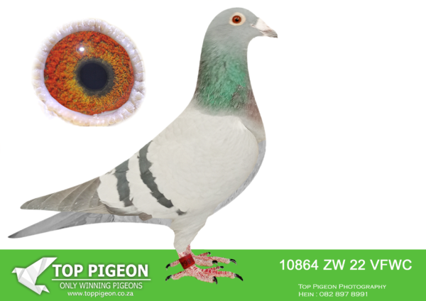 .LOT 2 PIETER BEKKER -ZW 22 VFWC 10864 –