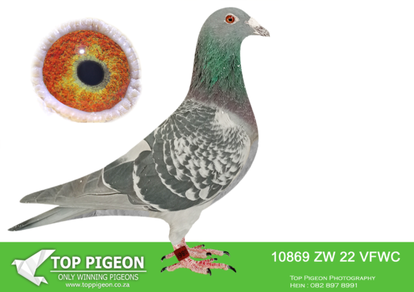 LOT 10 PIETER BEKKER – ZW 22 VFWC 10869 –