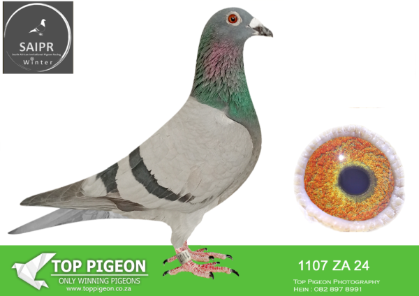 LOT 74 SAIPR OLR – Willie Munnik 1- za 24 1107*** –