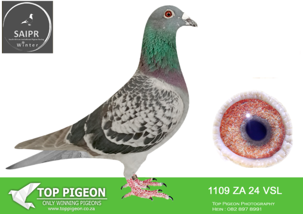 Z..LOT 111 SAIPR OLR – Wynand Steenkamp- ZA VSL 1109 2024*** -SIRE:60 ZA VSL 23 MIA BEST KITTEL Colou BCP BEST KITTEL/KITTEL ROSITA SUPER BRED OUT OF FULL BROTHER TO SISTER BEST KITTEL TO SISTER OF OLYMPIC ROSITA THIS COCK IS FULL BROTHER TO DAM OF 4TH ACE BIRD SAIPIR WINTER 2025————–DAM:139 ZA WPUD 20 “TOONTJIES” Colou BB GR GR DTR ROCKET/MONA LISA GR GRAND MOTHER TO EQUAL FINAL WINNER SAIPR 2025 HER DAUGHTER BRED SUPER ACE WINNING R40 000.00 INBRED ROCKET X MONA LISA. BRED OUT OF A GR.GRANDSON OF ROCKET X MONA LISA X A GRD DTR OF ROCKET X MONA LISA.SEE PEDIGREE!!!