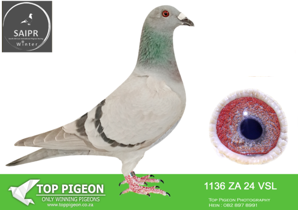 Z..LOT 113 SAIPR OLR – VSL 3- ZA VSL 1136 2024*** -SIRE:25501 ZA 23 HALF BROTHER TO HOOYKIT Colou BB HOOYMANS/BEST KITTEL/KAASBOER SIRE TO 10TH FINAL SAIPIR WINTER 2025 HALF BROTHER TO HOOYKIT SOLD FOR R200K EQUAL WINNER AND 2ND ACE BIRD SAPIR 2022 AND ALSO THE HALF BROTHER TO EQUAL CHALLENGE RACE WINNER SAPIR 2022.ALSO COUSIN TO AFRICA PRO RACE 8 WINNER. ————–DAM:1211 ZA WPU 20 Colou BB ORNAT/ROCKET/MONA LISA DAM OF 10TH FINAL SAIPR WINTER 2025.SEE PEDIGREE!!!