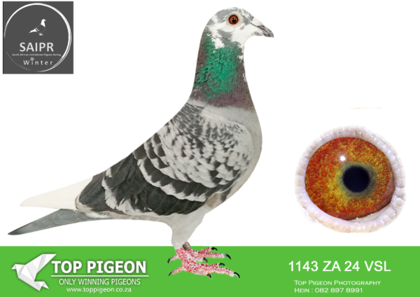LOT 41 SAIPR OLR – VSL 3- ZA VSL 1143 2024-SIRE:54 ZA VSL 23 SUPREME Colou BCP 2X MELT BEST KITTEL/KITTEL BRED FOR STOCK OUT OF THE BEST BLOODLINES OF BEST KITTEL AND VAN DEN BULCK. HALF BROTHER TO THE 3RD ACE BIRD SAIPIR SUMMER FINAL 2025.————-DAM:3151 ZA KRPD 18 “DTR BLUE ACE” Colou BBP LOCK/SIERENS OSCAR FULL SISTER TO VIC FALLS HEN! DAUGHTER TO ONE OF THE BEST BREEDING HENS I EVER OWNED.SEE PEDIGREE!!!