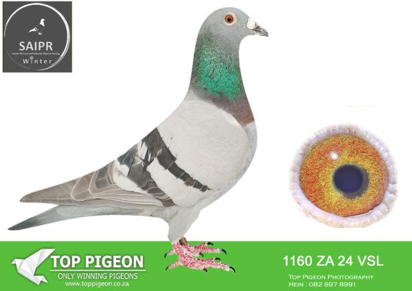 Z..LOT 122 SAIPR OLR – VSL 3- ZA VSL 1160 2024*** -SIRE:6623 ZA KUR 21 GIELIE Colou BB ALL ACES FULL BROTHER TO DAM KAROO MILION ACE BIRD 2025 BRED OUT OF THE BEST ALL TOP SAMDPR PERFORMERS AND GENETICS. OKUTANRUNE – BOUGHT FOR R720K AND MJ1 ALFAKHEER 198 SUPER RACER .—————DAM:167 ZA GRPF 21 OUNOOI HEN Colou BB 810 SABLON / OUNOOI 399 X 33 934 399(810 SABLON) X 188 (BLOEM PAAR).SEE PEDIGREE!!