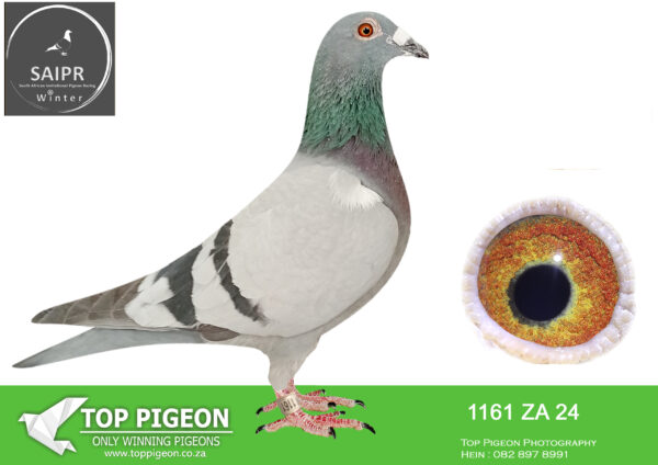 LOT 26 SAIPR OLR – Willie Munnik 1- za 24 1161 · – SIRE:  HCC 21 ZA 1081. Strain: TOM LOCK/SAMDPR WINNING L Color: BLUEBAR EQUEL 1ST PLACE ALLFLITE SUMMER RACE 2022 SUPER GENES IN THIS PIGEON. TOM LOCK/SABLON-810-/SAMDPR WINNING LINES  ACE BIRD SUMMER ODL ALLFITE 2022(AVE SPEED 946,1375MPM————–DAM; 20 ZA 243941 . Alias “paar 10.08 x 39” Strain: TOM LOCK Color: BLUEBAR BRED BY OOA LOFTS OUT OF THE BEST TOM LOCK GENES AVAILABLE. DIRECT DAUGHTER OF OF TWO SUPER BREEDER TOM LOCKS..SEE PEDIGREE!!!