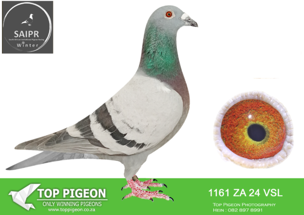 LOT 81 SAIPR OLR – Pigeon Palace 2- ZA VSL 1161 2024*** –