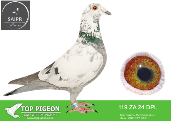LOT 57 SAIPR OLR – Diesel Power Lofts- za dpl 24 119*** -19TH FINAL WINNING R20 000.00———SIRE:202904 ZA 19 .Alias “B30” Strain: De Rauw – Sablon Color: BB Direct daughter “Koning” and special pairing of 2 super pairs of pigeons.———DAM:231 DPL 23 ZA.Alias “Stock” Strain: Corrie Naude Color: Grizzel.SEE PEDIGREE!!!!