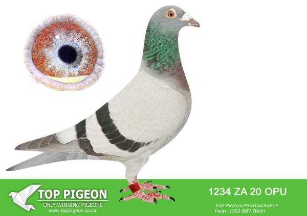 LOT 14 END AUGUST –ZA 20 OPU 1234 -SIRE:10047 ZA 16. TWILIGHT POWELL.BROTHER TO SUPER HEN 20944.————-DAM:ZA 17 34835. “CLOWN’S DAUGHTER”. THIS IS A DIRECT GRAND DAUGHTER TO THE FAMOUS 5 X WINNER.SEE PEDIGREE!!!