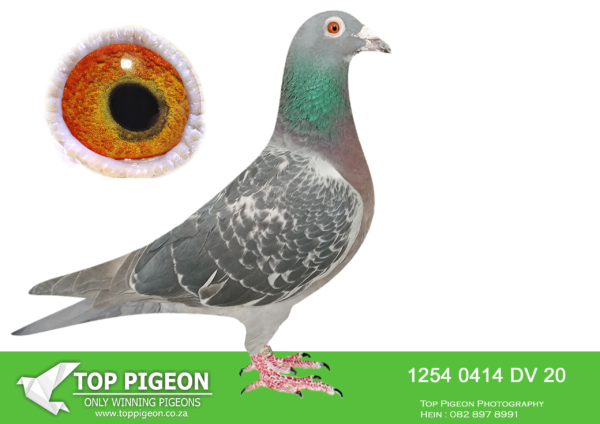 .LOT 8 JACO BUCKLE MDTC AUCTION 1 -DV 20 0414 1254 -SUPER PIGEON NOT TO BE MISSED! SON TO 2014 EUROCUP WINNER BRED TO 2 GENERATION MDTR TOP 7 WINNERS – INBRED KLEMENS “ALI”, WINNER SCMDPR 2010.—————-SIRE:DV 04762-18-381 “HUBERT 381”. DAM WERE 2014 EUROCUP WINNER GERMANY – DORTMUND.————–DAM:ZA 19 PRPC 19321 ”ALI’CIA” 7 TH POSITION MILLION DOLLAR TEST RACE (MDTR) 2020 – 600KM. MOTHER TO: DV 20 0414 1254 “HALICIA” EQUAL WINNER 1ST DROP MDTR 2021, TOGETHER WITH DV 20 0414 1247 “SUPRE-MISSY” ZA 22 JJJ 884 “STORM” 58th FINAL RACE & 35th ACE PIGEON – AFRIKAPRO 2021.SEE PEDIGREE!!!