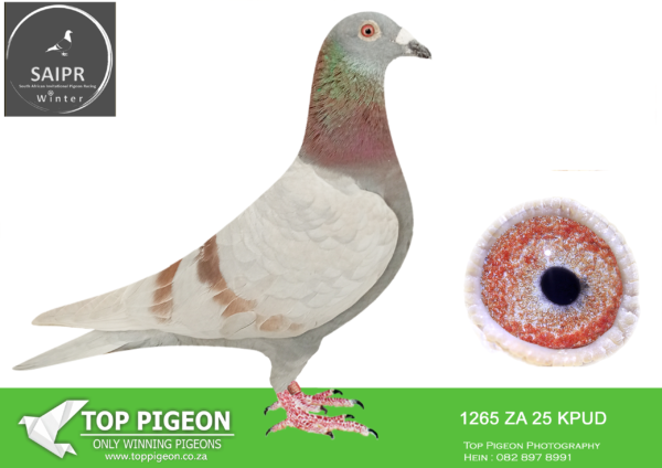 LOT 31 SAIPR OLR – BENEKE LOFTS/TOPPIGEON- ZA KPUD 1265 2025*** ·  -8TH ACE BIRD ————-SIRE: 0230669 DAN 19. INBRED KITTEL . The sire is inbred on the line of Goede Rode x Kittel,Pure Kittel lines.——–DAM:1978 WRRPA 17 ZAD. KAASBOER. SHE IS BRED FROM 3707 SMUTS DAUGHTER This hen is rated by many as the best second generation Kaasboer bred by GJT In the hand you can not find any better. 6x same bred pigeons already in stock after winning or performing Bred from this click pair DNA Certified Dam to 13th Vic Falls olr and 6th Grand Ave 2018.SEE PEDIGREE!!!