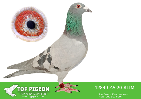 LOT 13 PIETER BEKKER -ZA 20 SLIM 12849 –