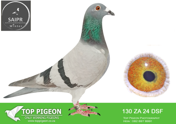 LOT 27 SAIPR OLR – Dragon & Stockholm- za dsf 24 130· “Black Pearl” -SIRE: 204838 ZA 19.Strain: Tom Lock Color: Dark Check White Flt FIRST BABIES OUT OF THIS COCK ALREADY PRODUCING TOP 10 POSITIONS ORL LEVEL SIRE TO 1ST ACE GRAND AVARAGES 3RD HOTSPOT AVRAGES 3RD FINAL SAPIR 2024.————DAM: 2774 15.Strain: Tom Lock Color: Blue Bar Pied RUNG WITH OLD RING 2774/2015 BRED 2023.SEE PEDIGREE!!!