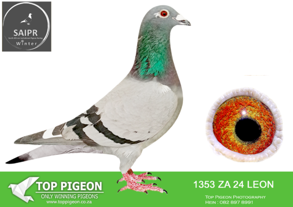 Z..LOT 102 SAIPR OLR – Coenie Hattingh- za leom 24 1353*** –