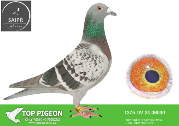 LOT 14 SAIPR OLR – Gerdemann & DeBeer- DV 06030 2024 1375 -SIRE:ZA 22 GRPF 398.Strain: ROCK88/RIJCK/JANSEN/HOUBE Color: CK 1st CLUB,1st GRPF, 6th COGG COMBINE SPRINGFONTEIN – 505km, 1st CLUB, 2nd GRPF, 3rd COGG COMBINE SMITHFIELD – 471km, 2nd CLUB,8sth GRPF,26th COGG COMBINE BLOEMFONTEIN – 379km, 18th CLUB, 39th GRPF BEAUFORT WEST – 858km.————–DAM:ZA 22 HPT 7261 .Strain: JANSEN/KOOPMAN/810 SABLON Color: CK RACED IN AFRIKA PRO 2023 Bred by Marius Wiid Pigeons.SEE PEDIGREE!!!