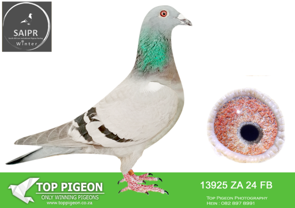 .LOT 7 SAIPR OLR – Len Knoetze 2-ZA FB 13925 2024 -17TH FINAL WINNING R20 000.00—–SIRE:21 SRSPV 1578 “ACE BIRD” EINKAMERER BB Bought for R30 000, by Len Knoetze, from Sonskyn ODL. Ace bird 2022.———–DAM:21 SRPV 1673 “Little Dody” EINKAMERER BB.SEE PEDIGREE!!!