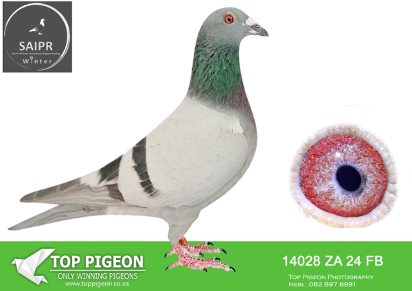 LOT 24 SAIPR OLR – Len Knoetze 2- ZA FB 14028 2024 ·  -SIRE:21 SRPV 1490 “Black Hawk” EINKAMERER BB.——————-DAM:22 ZA 0068 “Astro” EINKAMERER BB.SEE PEDIGREE!!!