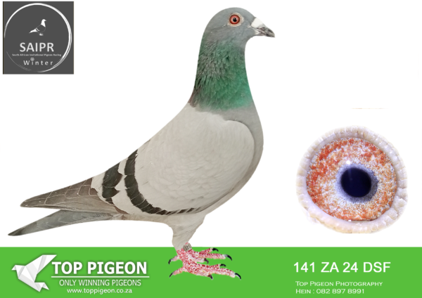 LOT 33 SAIPR OLR – Dragon & Stockholm- za dsf 24 141 · “Gentleman Joe” -9TH ACE PIGEON—— SIRE:806 ZA 22 ABL. ALWYN BESTER KITTEL. SIRE BRED FROM Alias “bentley” DIRK VAN DEN BULCK SIRE IS FULL BROTHER TO LEGEND KITTEL AND HIS DAM IS DAUGHTER TO FULL KITTEL SIRE BRED 5TH VERVINS 1052PIGEONS 5TH PITHIVIERS 1890 PIGEONS 30TH NPO 527 6699PIGEONS 8TH GIEN 1725PIGEONS 12TH NPO 559KM 5615PIGEONS.————–DAM: 9 ZA 24 KWUC. Strain: DRAGON 1ST GRAND AVRAGES 3RD HOTSPOT AVARAGES 3RD FINAL SAPIR.SEE PEDIGREE!!!