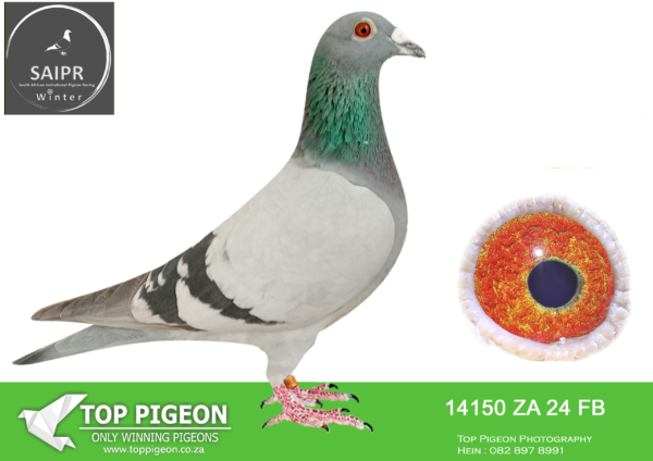 Z..LOT 120 SAIPR OLR – Len Knoetze 2- ZA FB 14150 2024*** -6TH FINAL WINNING R60 000.00———-SIRE:23 FB 15994 CH (Bertus Nel).———–DAM:19 TRPF 9187 BB Sire – 45370 BB (Bertus Nel – Gaby) Dam – 1011 BB (Gaansbaai duif).SEE PEDIGREE!!!