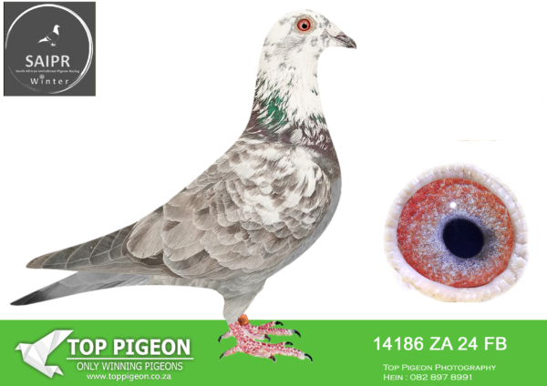 LOT 72 SAIPR OLR – Len Knoetze 1- ZA FB 14186 2024 · CHALLENGE –