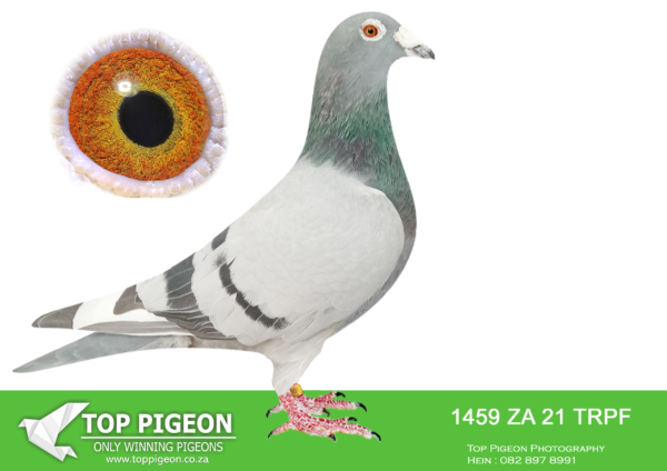 LOT 44 JACO BUCKLE MDTC AUCTION 1 -ZA 21 TRPF 1459 -“HUSSEIN” BELG 13 6139803“KITTEL” World famous “Kittel” was 1 National ACE bird KBDB 2013. He had the best coefficient ever in the history of KBDB Belgium Short distance.————–SIRE ZA 20 FHC 330 “GOLD BUSTER” VAN DEN BULCK MEALY FRED COETZER.————–DAM ZA 20 FHC 335 VAN DEN BULCK & MARCEL SANGERS BB PIED FRED COETZER.SEE PEDIGREE!!!