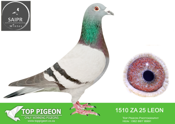 LOT 63 SAIPR OLR – Klerksdorp Racers 1- ZA LEON 1510 2025*** · Gunslinger x 811 –