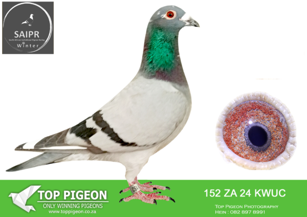Z..LOT 108 SAIPR OLR – Ruben van HEERDEN- za kwu/c 24 152*** –