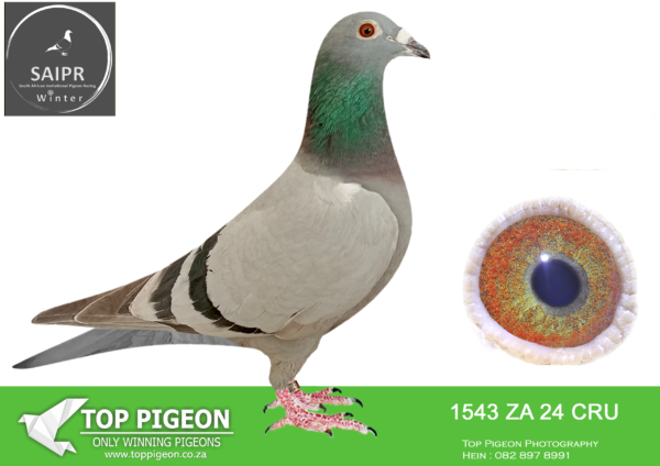 Z..LOT 110 SAIPR OLR – HANNES TALJAARD- ZA CRU 1543 2024*** -11TH FINAL WINNING R25 000.00 ————SIRE:1102 ZA 22 CRU. THIS COCK HAS WON A TOTAL OF R169 000.00 IN SALE MONEY. HANNES TALJAARD HAS PAID R250 000.00 FOR THE PARENTS OF 1102 FROM LOUIS BOTHA.—————-DAM:ZA 22 HHH 246 . ALWYN BESTER KITTEL CROSS. HER DAM IS HALF SISTER TO SANPO GOLD MEDAL WINNER “AMIRA” WHICH WERE SOLD FOR R252 000.00 ON TOPPIGEON.SEE PEDIGREE!!!